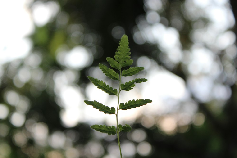 Close-up of a green fern leaf, symbolizing natural growth and eco-friendliness.